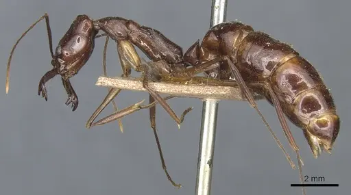 Odontomachus chelifer specimen CASENT0904002 image casent0904002_3