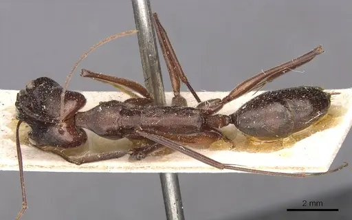 Odontomachus chelifer specimen CASENT0907426 image casent0907426_1
