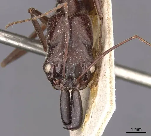 Odontomachus chelifer specimen CASENT0907426 image casent0907426_2