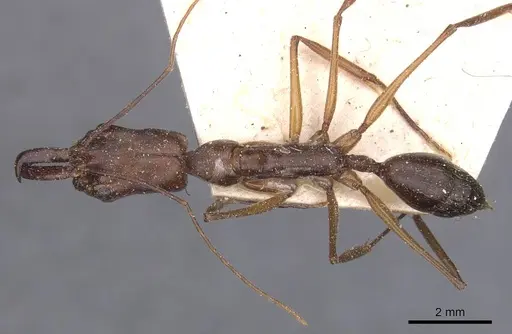Odontomachus chelifer specimen CASENT0915242 image casent0915242_1
