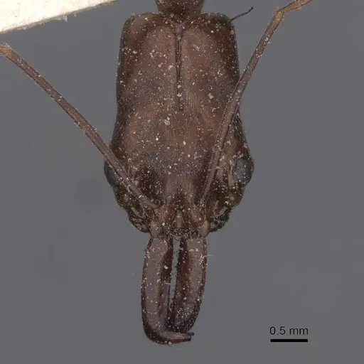 Odontomachus chelifer specimen CASENT0915242 image casent0915242_2