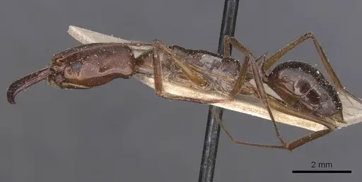 Odontomachus chelifer specimen CASENT0915242 image casent0915242_3