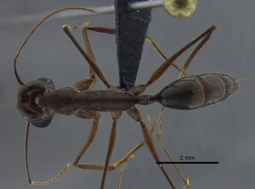 Odontomachus chelifer specimen CBUMAGENT41706 image cbumagent41706_1