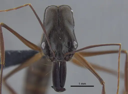 Odontomachus chelifer specimen CBUMAGENT41706 image cbumagent41706_2