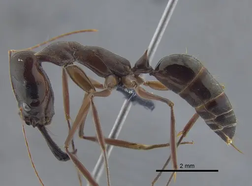 Odontomachus chelifer specimen CBUMAGENT41706 image cbumagent41706_3
