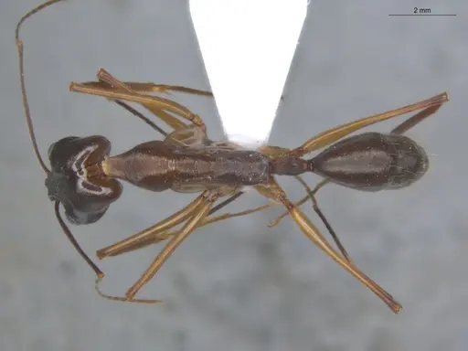 Odontomachus chelifer specimen ECOFOG-IT14-0455-06 image ecofog-it14-0455-06_1