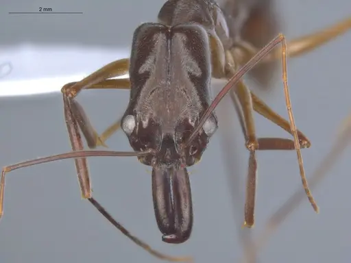 Odontomachus chelifer specimen ECOFOG-IT14-0455-06 image ecofog-it14-0455-06_2