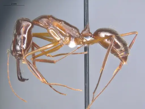 Odontomachus chelifer specimen ECOFOG-IT14-0455-06 image ecofog-it14-0455-06_3
