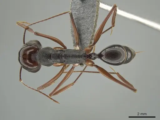 Odontomachus circulus specimen MCZ-ENT00763395 image mcz-ent00763395_1