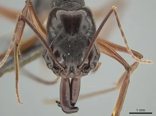 Odontomachus circulus specimen MCZ-ENT00763395 image mcz-ent00763395_2