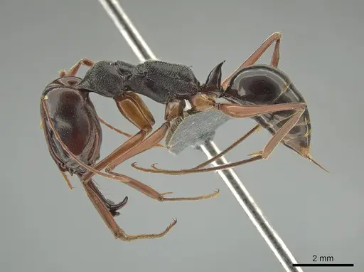Odontomachus circulus specimen MCZ-ENT00763395 image mcz-ent00763395_3