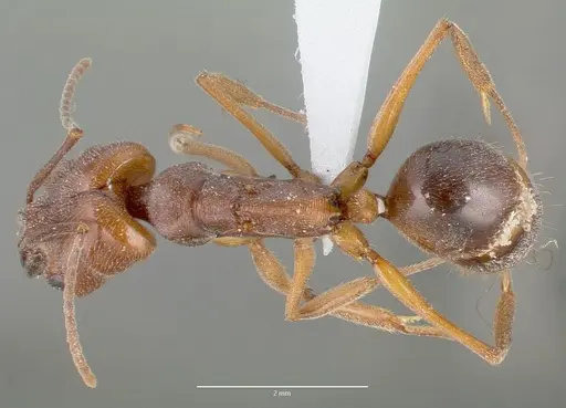 Odontomachus clarus specimen CASENT0004300 image casent0004300_1