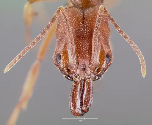 Odontomachus clarus specimen CASENT0004300 image casent0004300_2