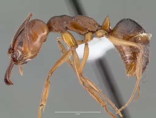 Odontomachus clarus specimen CASENT0004300 image casent0004300_3