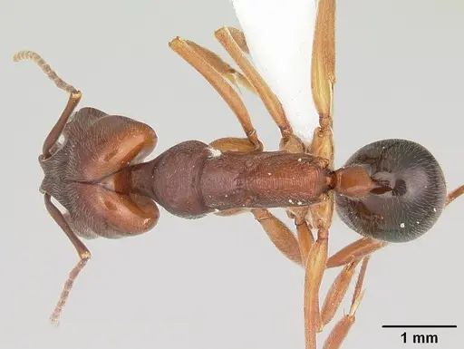 Odontomachus clarus specimen CASENT0104735 image casent0104735_1