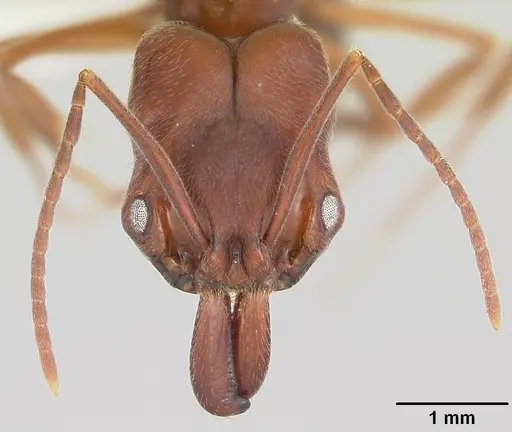 Odontomachus clarus specimen CASENT0104735 image casent0104735_2