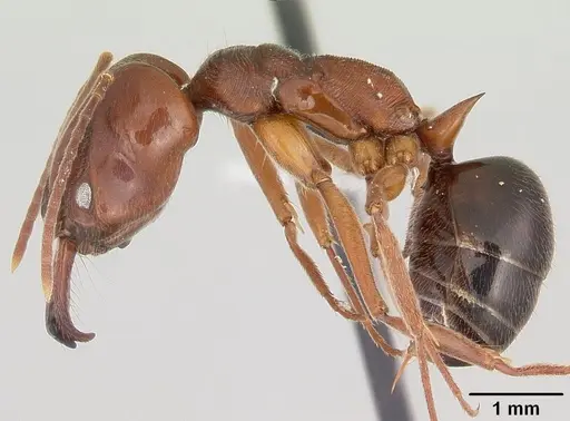 Odontomachus clarus specimen CASENT0104735 image casent0104735_3
