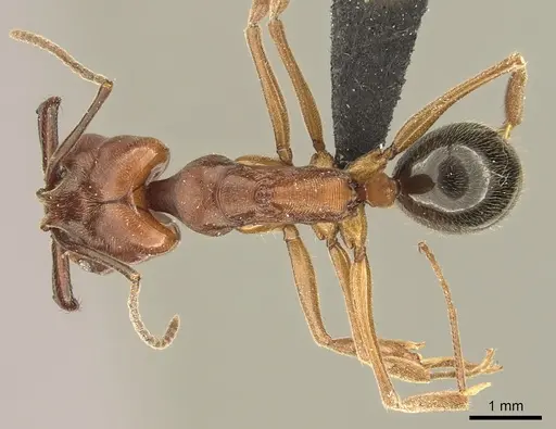 Odontomachus clarus specimen CASENT0260139 image casent0260139_1