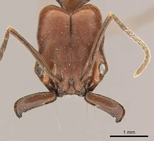 Odontomachus clarus specimen CASENT0260139 image casent0260139_2