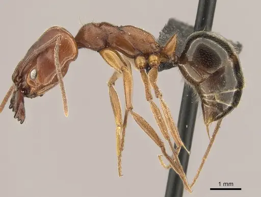 Odontomachus clarus specimen CASENT0260139 image casent0260139_3