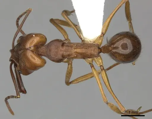 Odontomachus clarus specimen CASENT0270603 image casent0270603_1
