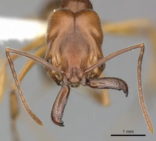 Odontomachus clarus specimen CASENT0270603 image casent0270603_2