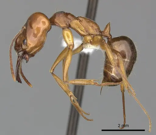 Odontomachus clarus specimen CASENT0270603 image casent0270603_3