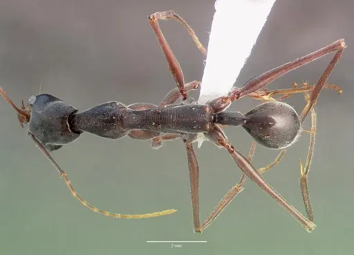 Odontomachus coquereli specimen CASENT0005967 image casent0005967_1