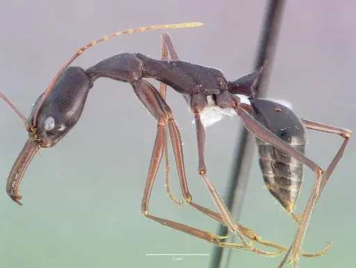 Odontomachus coquereli specimen CASENT0005967 image casent0005967_3