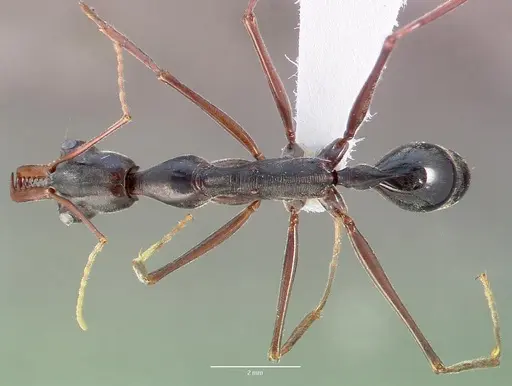 Odontomachus coquereli specimen CASENT0005968 image casent0005968_1