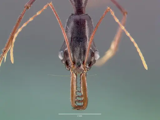 Odontomachus coquereli specimen CASENT0005968 image casent0005968_2