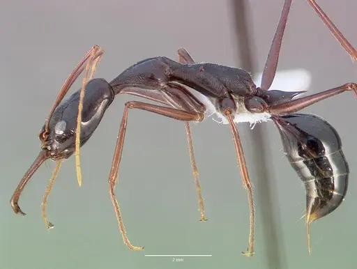 Odontomachus coquereli specimen CASENT0005968 image casent0005968_3