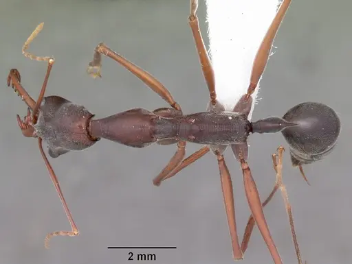 Odontomachus coquereli specimen CASENT0009409 image casent0009409_1
