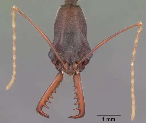 Odontomachus coquereli specimen CASENT0009409 image casent0009409_2