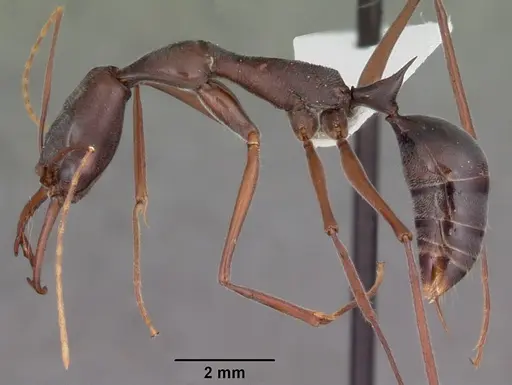 Odontomachus coquereli specimen CASENT0009409 image casent0009409_3