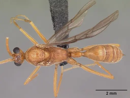 Odontomachus coquereli specimen CASENT0049797 image casent0049797_1