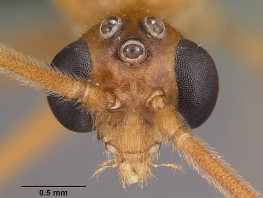 Odontomachus coquereli specimen CASENT0049797 image casent0049797_2