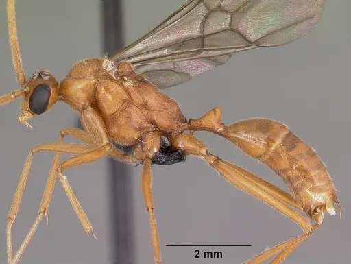 Odontomachus coquereli specimen CASENT0049797 image casent0049797_3