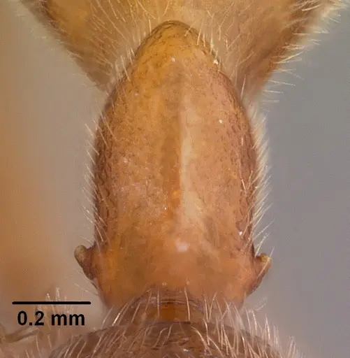 Odontomachus coquereli specimen CASENT0049797 image casent0049797_4