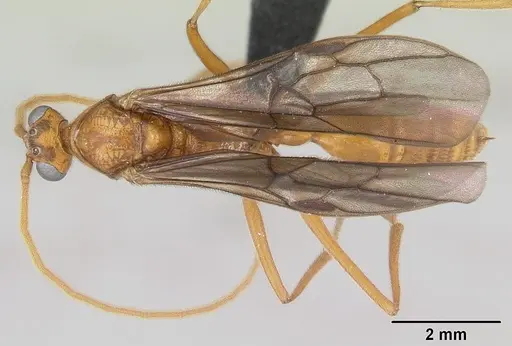 Odontomachus coquereli specimen CASENT0063858 image casent0063858_1