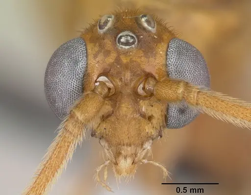 Odontomachus coquereli specimen CASENT0063858 image casent0063858_2
