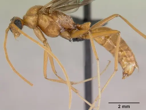 Odontomachus coquereli specimen CASENT0063858 image casent0063858_3