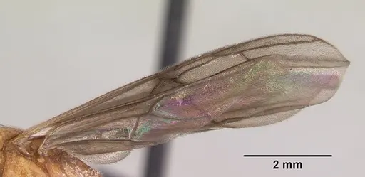 Odontomachus coquereli specimen CASENT0063858 image casent0063858_4
