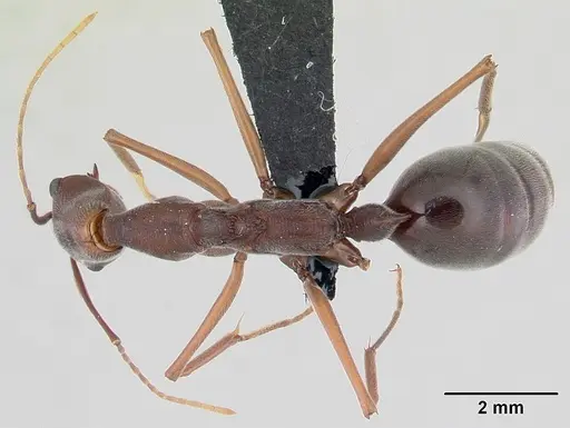 Odontomachus coquereli specimen CASENT0076940 image casent0076940_1