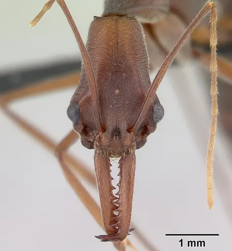 Odontomachus coquereli specimen CASENT0076940 image casent0076940_2