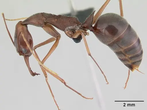 Odontomachus coquereli specimen CASENT0076940 image casent0076940_3