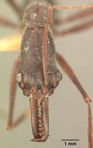 Odontomachus coquereli specimen CASENT0101014 image casent0101014_2