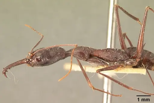 Odontomachus coquereli specimen CASENT0101015 image casent0101015_3