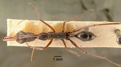 Odontomachus coquereli specimen CASENT0101986 image casent0101986_1