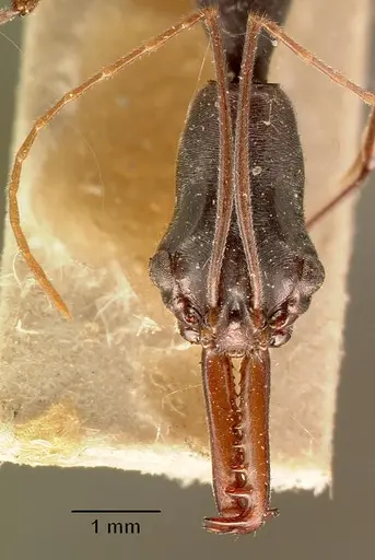 Odontomachus coquereli specimen CASENT0101986 image casent0101986_2